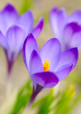 Spring crocus flowers  Soft focusの写真素材