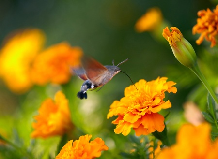 Hummingbirdの写真素材