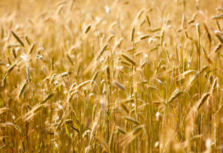 Wheat fieldの写真素材