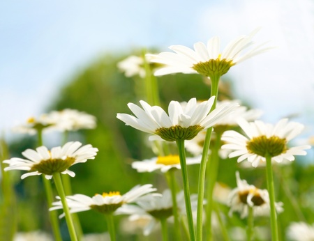 White and yellow daisiesの写真素材