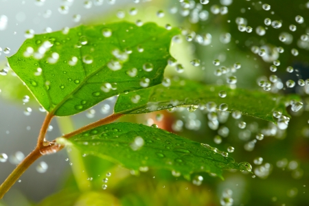 Green leaves in the rainの写真素材
