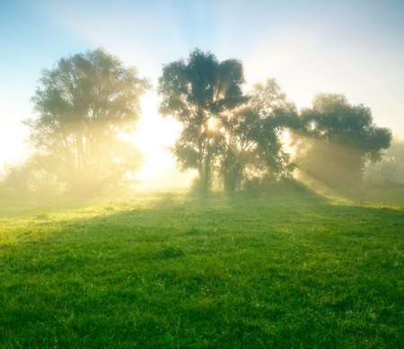 Foggy meadow at sunriseの写真素材