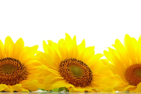 Three sunflowers with copyspaseの写真素材