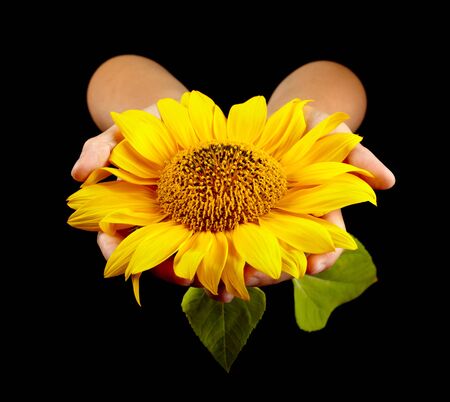Sunflower in woman's hands on black backgroundの写真素材