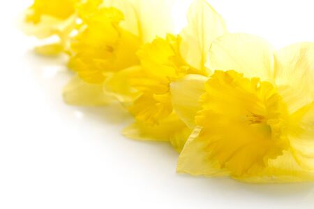 Yellow narcissus over white backgroundの写真素材