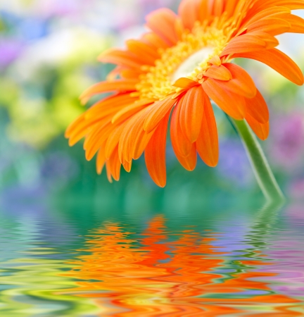 Closeup photo of yellow daisy-gerberaの写真素材