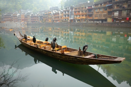 Cormorant birds on the boat. Old Chinese traditional townの写真素材
