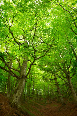Green forestの写真素材