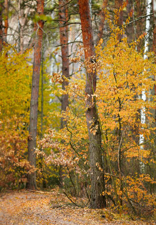 Autumn in the parkの写真素材