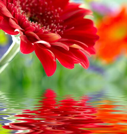 Closeup of red daisy-gerbera reflected in the waterの写真素材