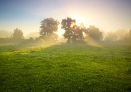 Foggy meadow at sunriseの写真素材