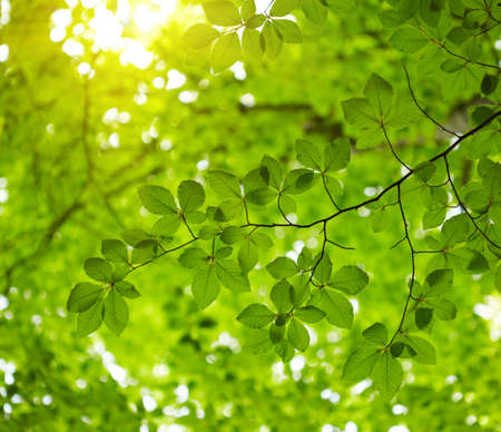Green leaves backgroundの写真素材