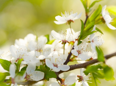 Spring white blossomsの写真素材