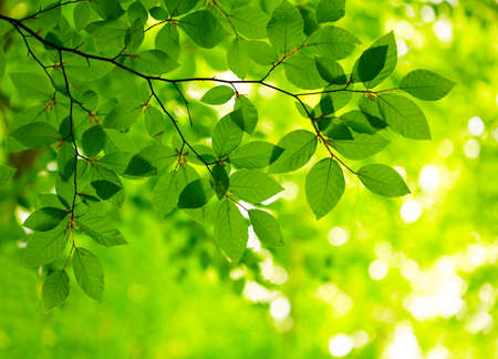 Green leaves backgroundの写真素材