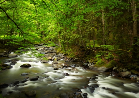 Mountain River in the woodの写真素材