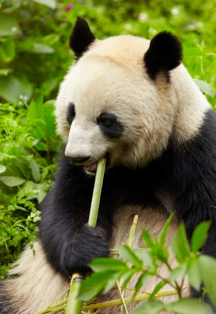 Giant panda eating bambooの写真素材