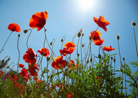 Poppies on blue sky backgroundの写真素材