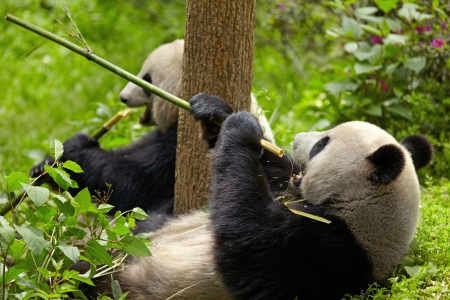 Giant panda eating bambooの写真素材