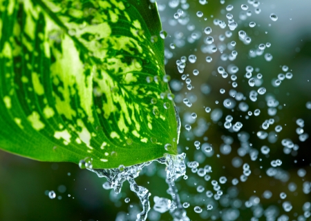 Green leaves in the rainの写真素材