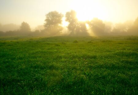 Foggy medow at susriseの写真素材