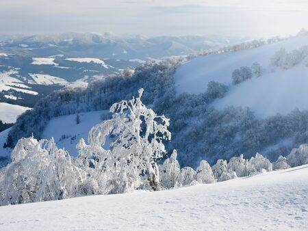Winter treesの写真素材