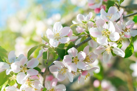 Spring blossomsの写真素材