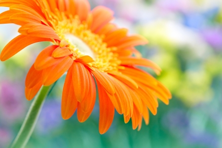 Closeup photo of yellow daisy-gerberaの写真素材