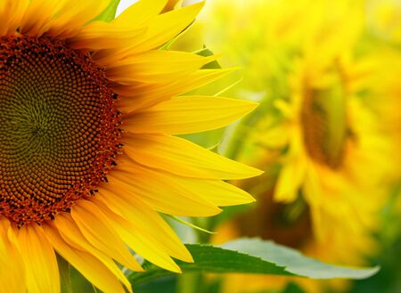 Sunflowersの写真素材