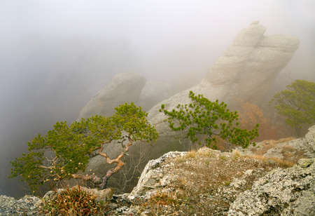 Trees over misty mountains backgroundの写真素材