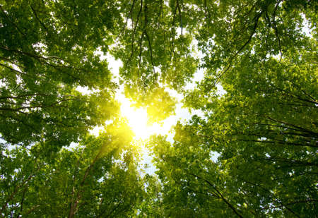 Sun in deep forest backgroundの写真素材