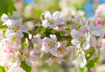 Spring blossomsの写真素材