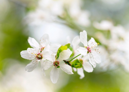 Spring white blossoms
の写真素材