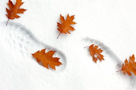 Snowy footsteps with autumn leavesの写真素材