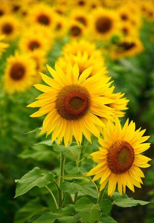 Sunflowersの写真素材