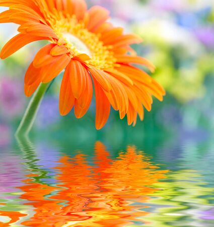 Closeup photo of yellow daisy-gerbera reflected in the waterの写真素材