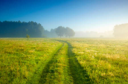 Foggy medow at susriseの写真素材