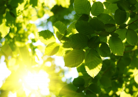 Green leaves with sun rayの写真素材