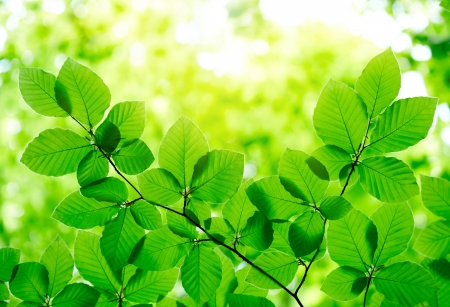 Green leaves backgroundの写真素材