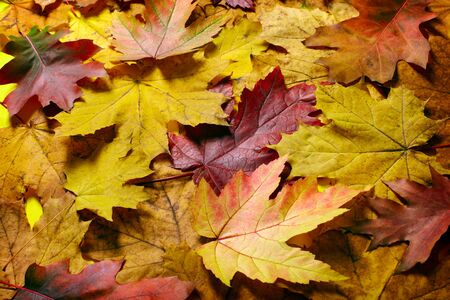 Autumn leaves backgroundの写真素材