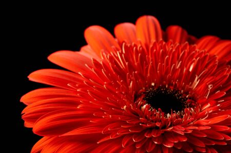 Red daisy-gerbera on black background
の写真素材
