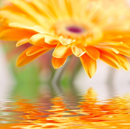 Closeup photo of yellow daisy-gerberaの写真素材