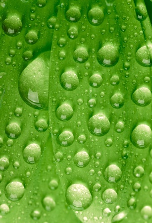 Green leaf with waredropsの写真素材