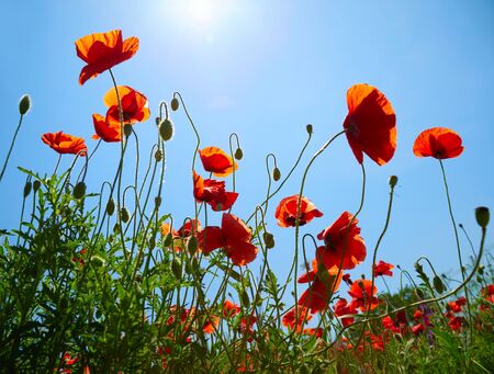 Poppies on blue sky backgroundの写真素材