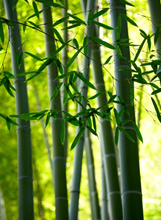 Bamboo forest background. Shallow DOFの写真素材
