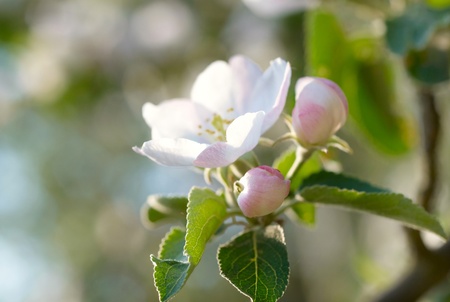 Apple Blossomsの写真素材