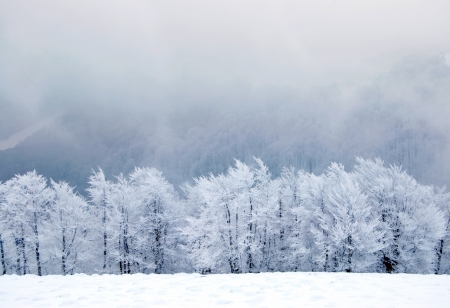 Winter treesの写真素材