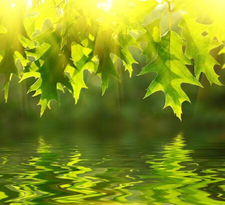 Green leaves reflecting in the water の写真素材