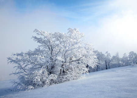 Winter treesの写真素材
