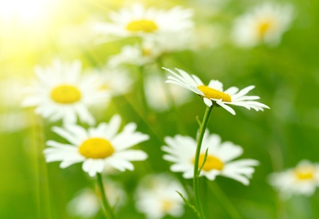 White and yellow daisiesの写真素材