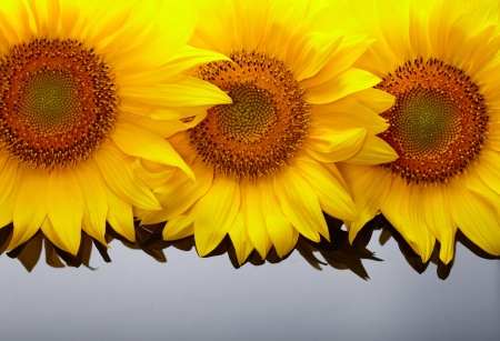 Three sunflowers with copyspase の写真素材